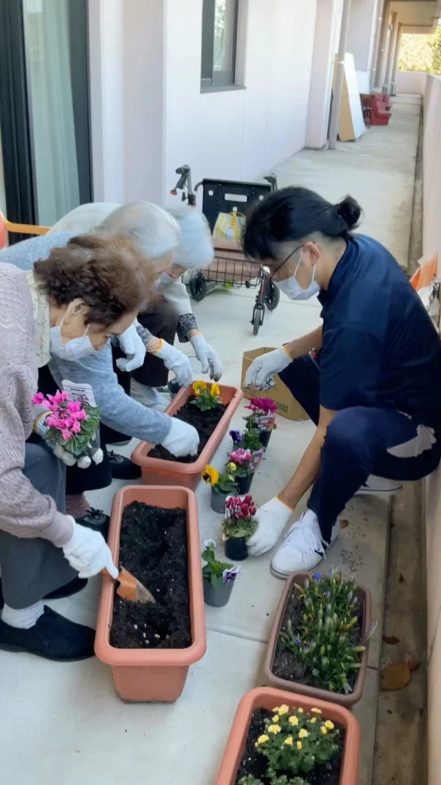 シクラメン飼いはじめました！💐水やり頑張ります‼️#加古川さくら園 #園芸#デイサービス＃シクラメン＃パンジー